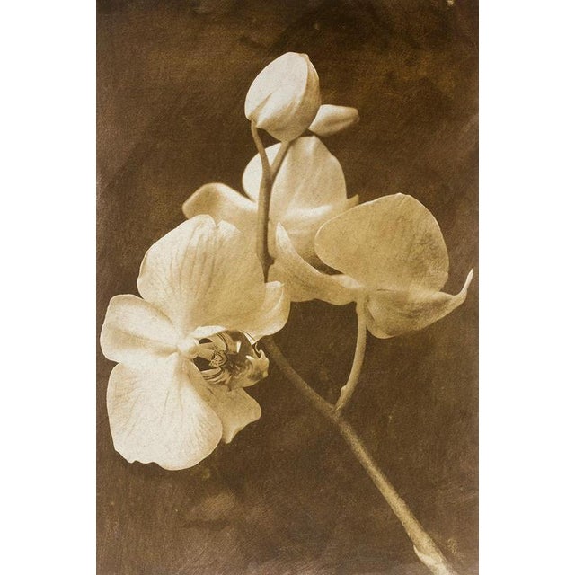 Early 21st Century Ian Sanderson, Orchid 2, 2010, Archival Pigment Print For Sale - Image 5 of 6