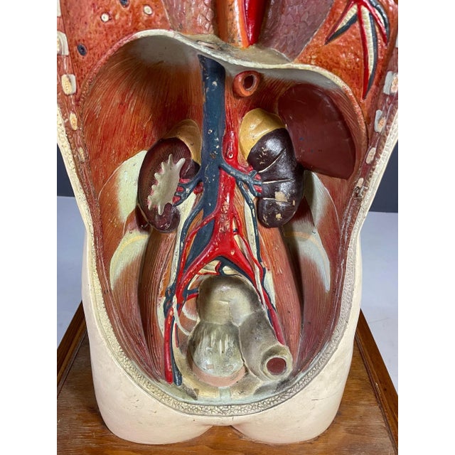 Educational Anatomical Model of Human Body, Former Czechoslovakia, 1960s For Sale - Image 10 of 11