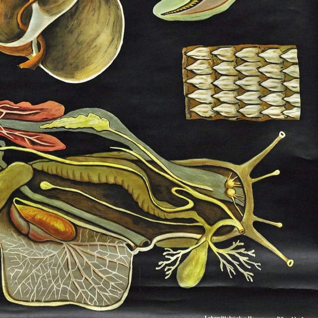 Vintage Apple Snail Escargot Poster Print Wall Chart by Jung Koch Quentell For Sale - Image 4 of 6
