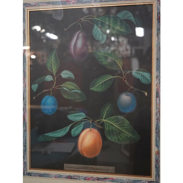 1960s Pair of Fruit Prints by George Brookshaw For Sale - Image 5 of 14