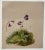 19th century botanical watercolor of flowering plants, possibly a violet. Unsigned.