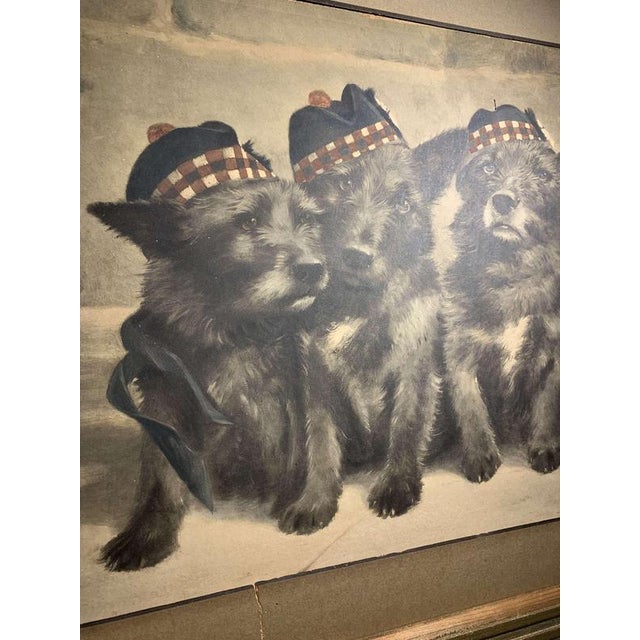 Charming circa 1917 print of a group of three Scottish Highland terriers in their jaunty Glengarry bonnets with red Pom...