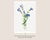Not Yet Made - Made To Order Fringed Gentian, Vintage Botanical Art Print Reproduction by Mary Vaux Walcott, 20" X 30" For Sale - Image 5 of 9