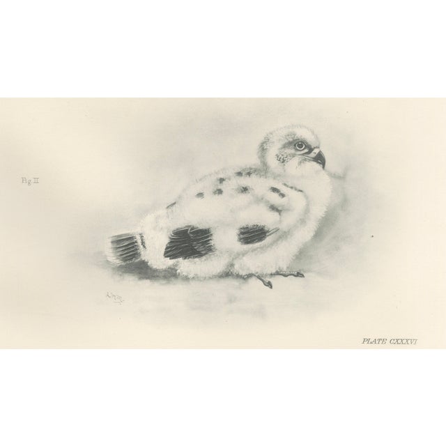 Paper Lilian M. Medland, Adult Sparrowhawk and Chicks, 1908, Monochrome Ornithological Plates, Set of 2 For Sale - Image 7 of 10