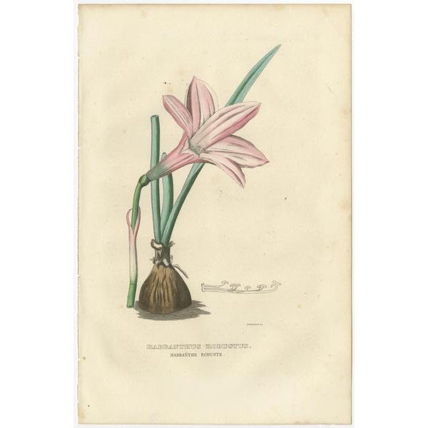 These hand-colored engravings are delicate illustrations of select flora from the 'Dictionnaire Classique des Sciences...