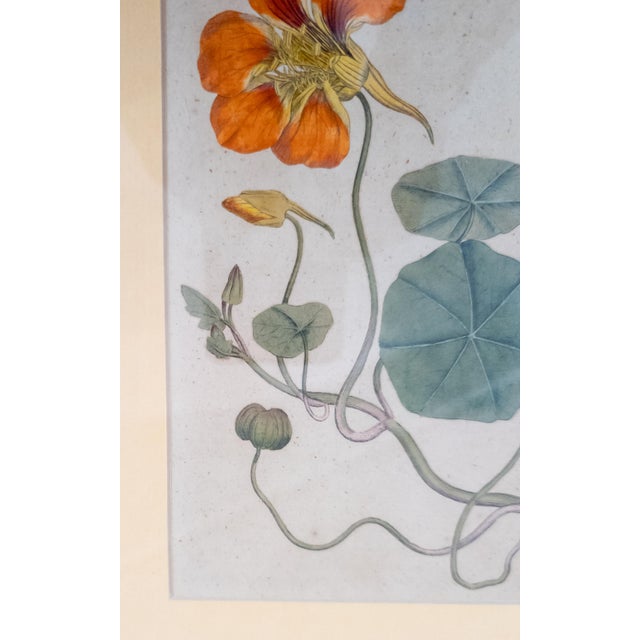 18th Century German Hand Colored Botanical Copper Engraving Print of Nasturtium For Sale - Image 10 of 12