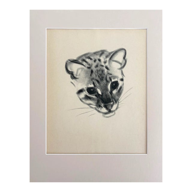 Vintage Clare Turlay Newberry Print in 14x18 Mat: 'Pounce - A Young Ocelot", EUC For Sale