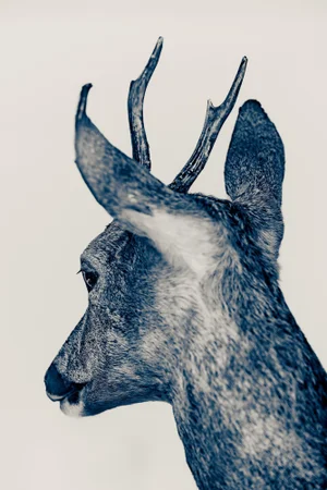 Guy Sargent, The Blue Marais, Photograph