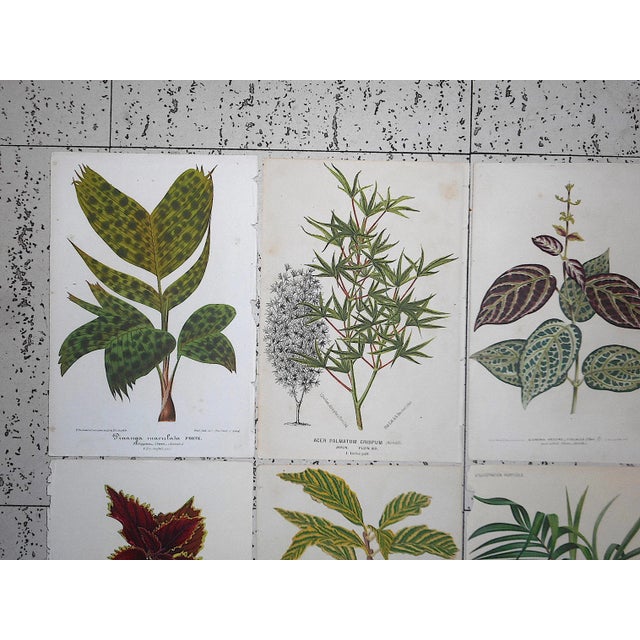Group of eight (8) authentic antique 19th C. botanical chromolithographs (each color laid in with a separate lithographic...