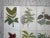 Group of eight (8) authentic antique 19th C. botanical chromolithographs (each color laid in with a separate lithographic...