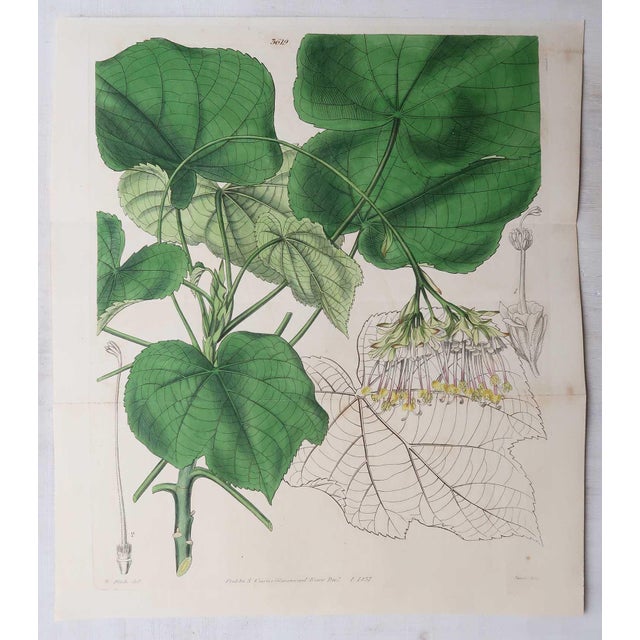 Paper William Fitch, Botanical Prints Curtis. 1838, Paper For Sale - Image 7 of 10
