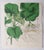 Paper William Fitch, Botanical Prints Curtis. 1838, Paper For Sale - Image 7 of 10