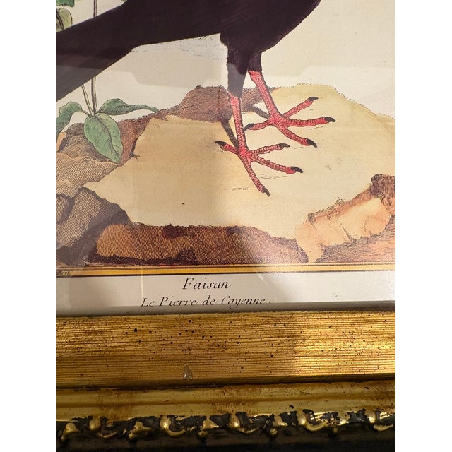 Vintage French Natural History Scientific Bird Reproduction Print Art & Gilded Wood Frame For Sale - Image 10 of 11
