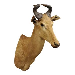 Vintage African Litchenstein Hartebeest Antelope Shoulder Mount Large Taxidermy