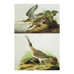 1966 Vintage Cottage Print, "Hudsonian Curlew and Bartramian Sandpiper" After John James Audubon