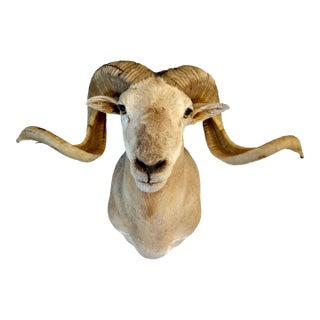 Texas Dall Sheep Taxidermy Shoulder Mount For Sale