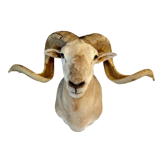 Texas Dall Sheep Taxidermy Shoulder Mount For Sale