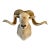 Texas Dall Sheep Taxidermy Shoulder Mount For Sale