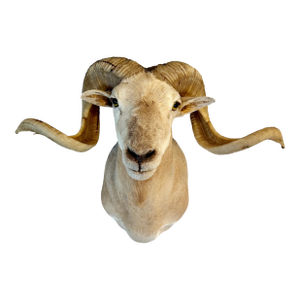 Texas Dall Sheep Taxidermy Shoulder Mount