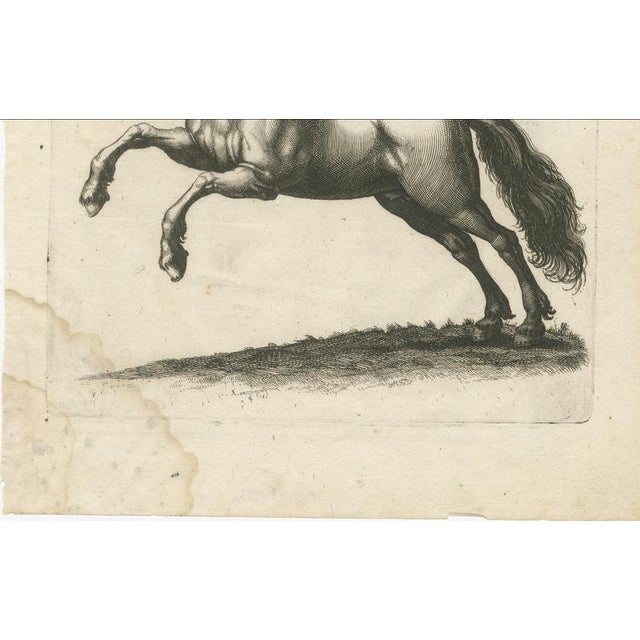 Copper Jonstonus & Merian, Early Frisian and Hungarian Horse Engraving, 1650, Engraving For Sale - Image 8 of 12