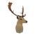 Leucistic Fallow Deer Head Bust Mount For Sale