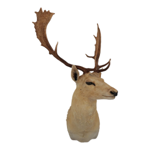 Leucistic Fallow Deer Head Bust Mount
