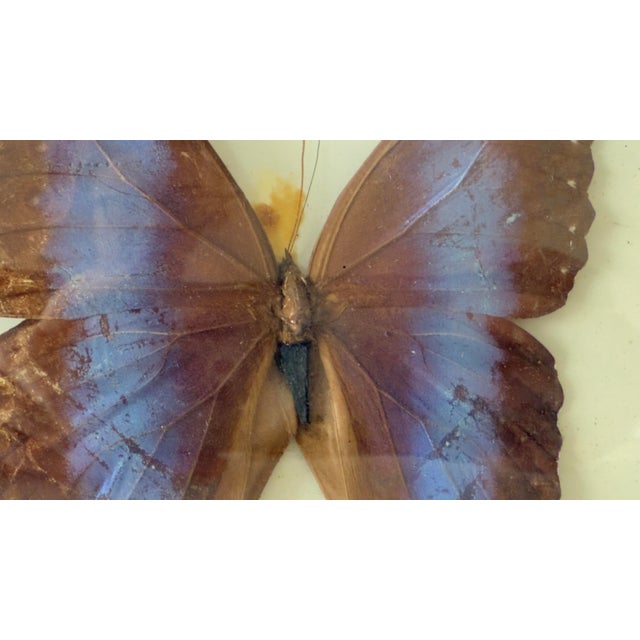 Vintage 1970s Framed Morpho Butterfly Specimens, Pair For Sale - Image 10 of 12