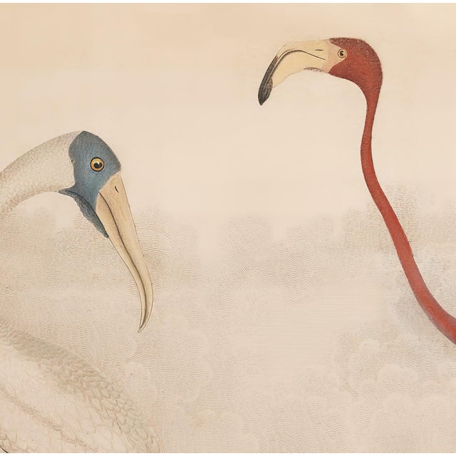 Vintage Reproduction Flamingo Print, Large Horizontal – 32" X 40" For Sale - Image 4 of 5