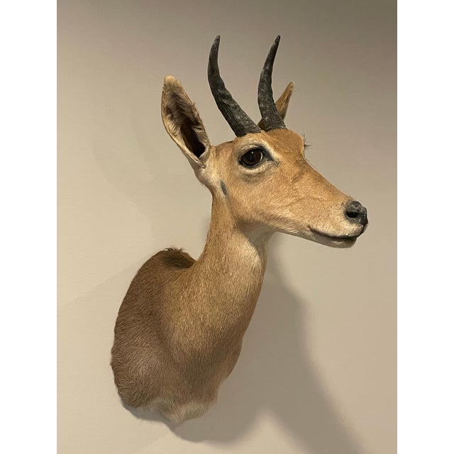 Late 20th Century Reedbuck Shoulder Mount Taxidermy Hunting Trophy For Sale - Image 4 of 12