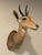 Late 20th Century Reedbuck Shoulder Mount Taxidermy Hunting Trophy For Sale - Image 4 of 12