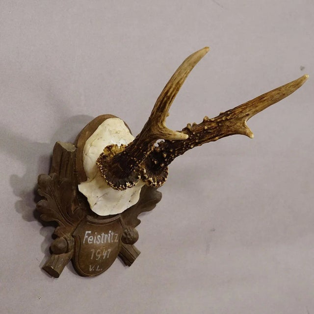 Black Forest Vintage Deer Trophy on Carved Plaque 1947 For Sale - Image 4 of 6