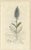 Set of 8 Antique Botanical Engravings of Speedwell Varieties, c.1830 This refined set of eight antique botanical...