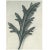 Contemporary 1928 Karl Blossfeldt Original Period Photogravure N39 of Canadian Vervain For Sale - Image 3 of 6