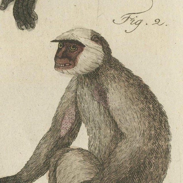 Bertuch, Gibbon and Monkeys, 1805, Print For Sale - Image 9 of 12