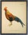 Illustration Country Print of Gallus Lafayettii Rooster - 24x30 For Sale - Image 3 of 3
