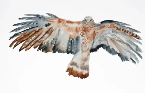 "Flying Hawk No. 2" - Bird of Prey Wildlife Nature Illustration - Original Watercolor Painting by Elizabeth Becker