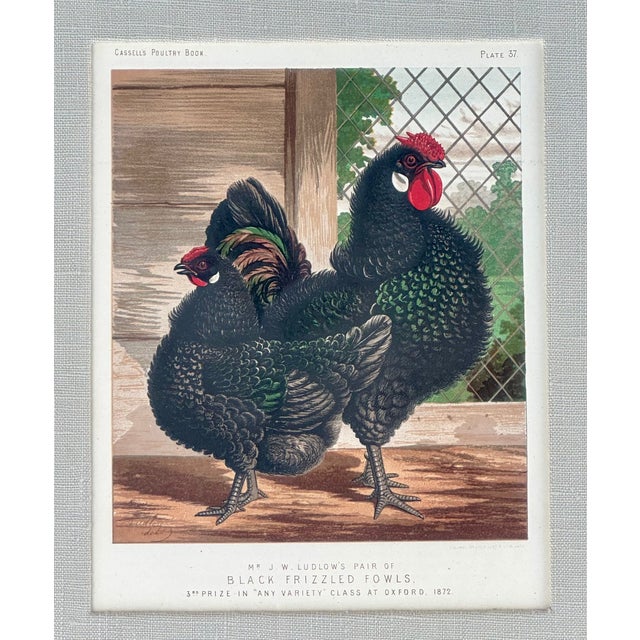 Late 19th Century White Leghorn Chicken & Black Polish, Framed Pair by Cassell, 1890 For Sale - Image 5 of 8