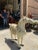 Hollywood Regency 1970s Life Size Marble Horse With Gem Details For Sale - Image 3 of 7