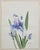 Traditional 1995 Julie Stephens Iris Still Life Watercolor For Sale - Image 3 of 4