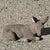 Mid 20th Century Vintage Reclining Fawn Seated Deer Small 16" Cement Concrete Stone Garden Statue For Sale - Image 5 of 15