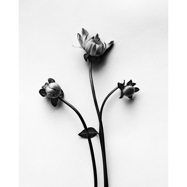Dahlia Buds - Analogue Black and White Floral Photography, Limited Edition 20 2024 For Sale - Image 4 of 4