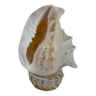 Vintage Shell Lamp For Sale