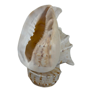 Vintage Shell Lamp