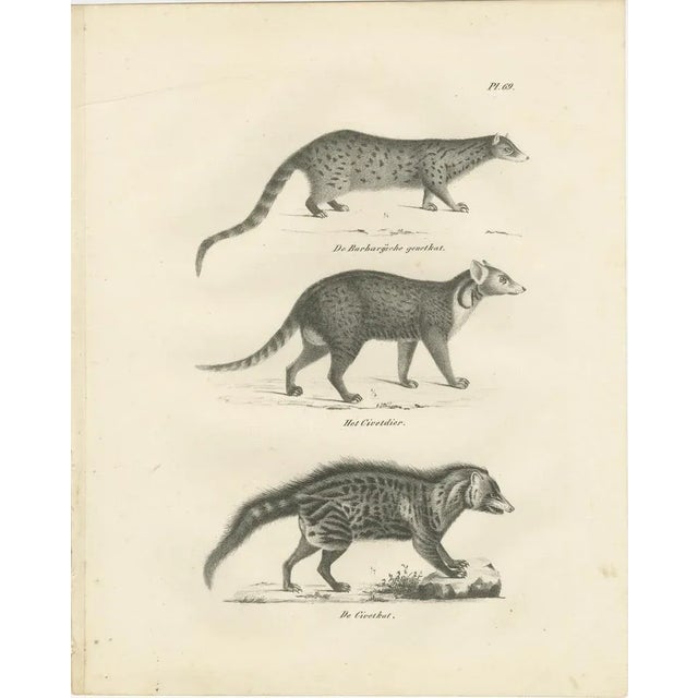 Genet and Civet and African Civet, 1836, Lithograph For Sale - Image 6 of 10