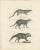 Genet and Civet and African Civet, 1836, Lithograph For Sale - Image 6 of 10