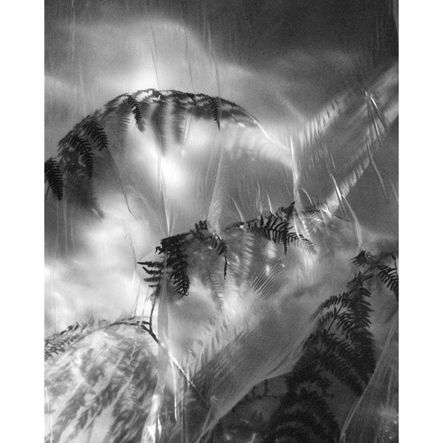 Ugne Pouwell, Fern No.2, Limited Edition Black and White Photograph For Sale - Image 4 of 4