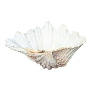Natural Clam Shell Specimen Decorative Object For Sale