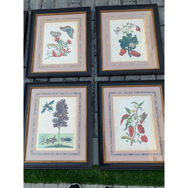 Set of eight impressions from The Insects of Surinam, 1705, by Maria Sibylla Merian (1647-1717), Amsterdam, hand-colored...