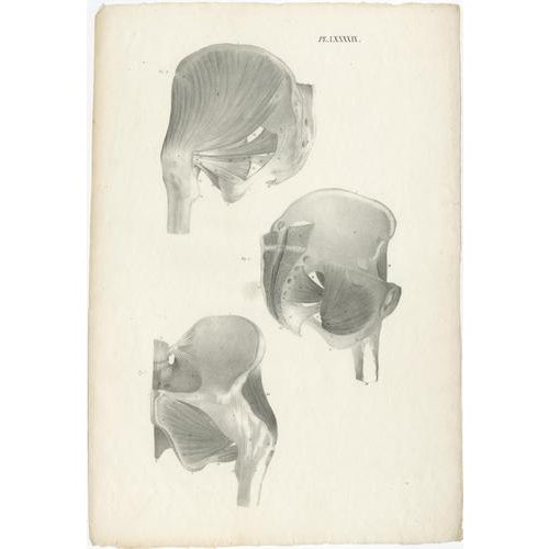 Jules Cloquet, French Anatomical Lithographs of the Spine and Pelvis, 1821, Lithograph, Set of 3 For Sale - Image 6 of 10