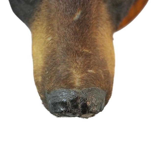 Animal Skin Vintage Black Bear Taxidermy Head Mount C1950 For Sale - Image 7 of 8
